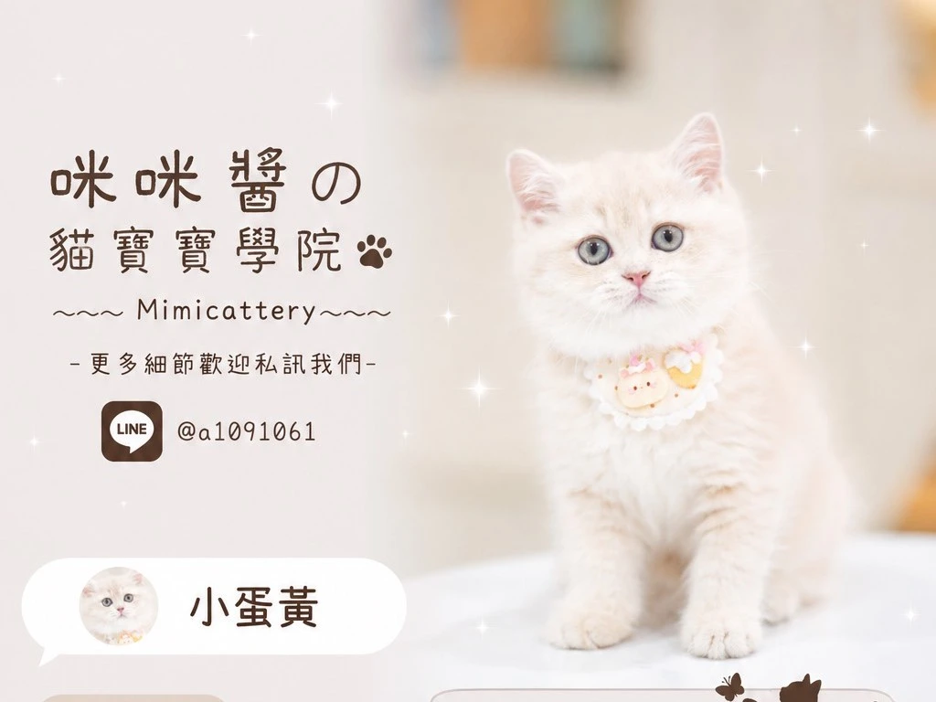 紫金漸層英短弟弟 小蛋黃