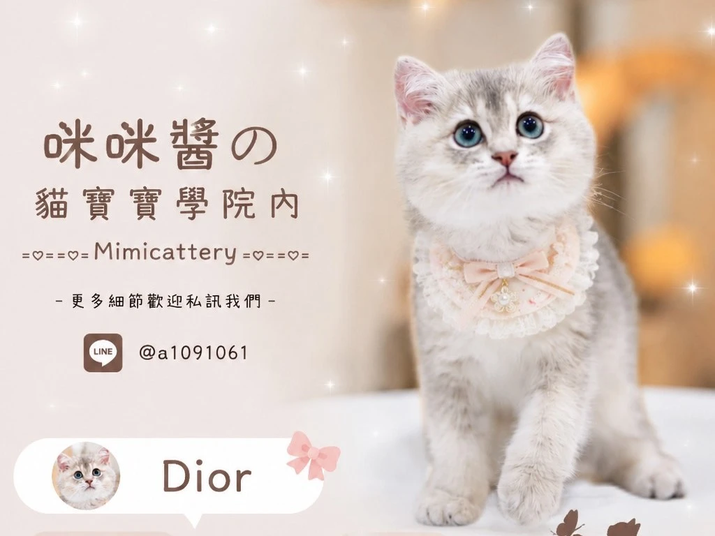 藍金漸層英短妹妹 Dior