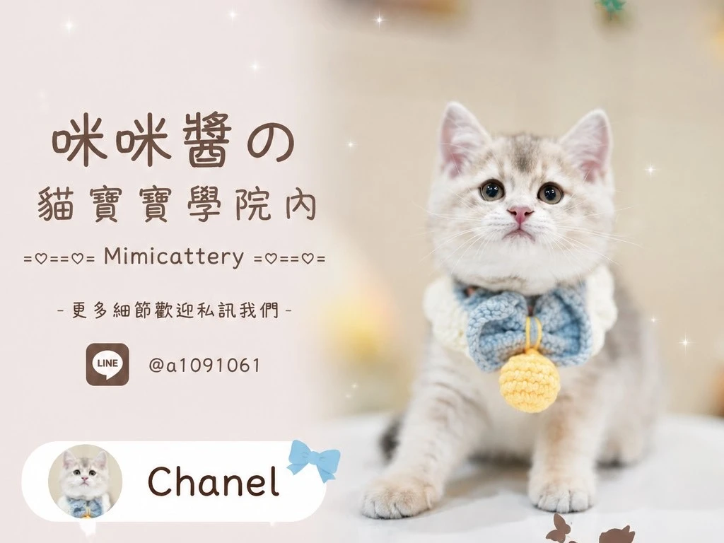藍金漸層英短妹妹 Chanel
