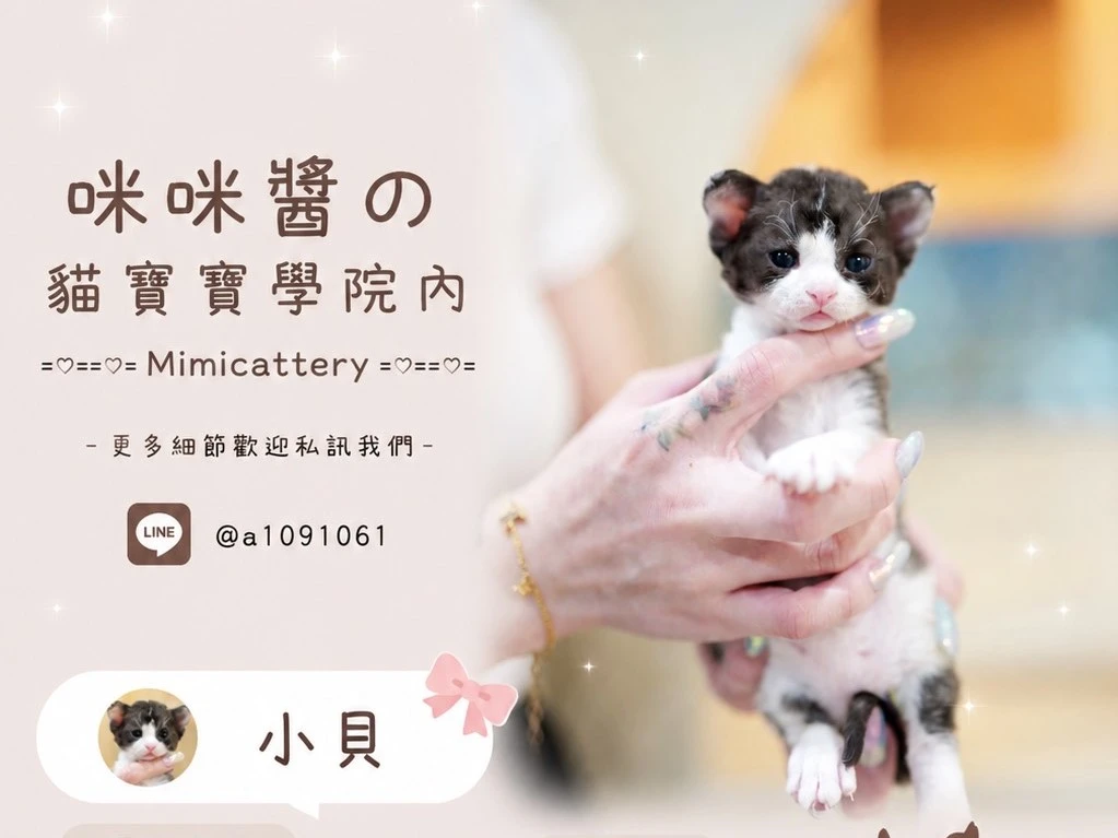 三花賓士德文捲毛妹妹 小貝