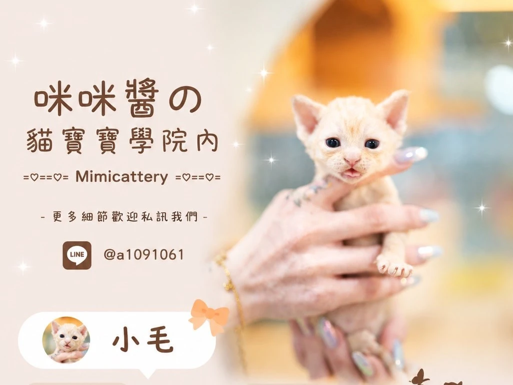 橘色德文捲毛弟弟 小毛