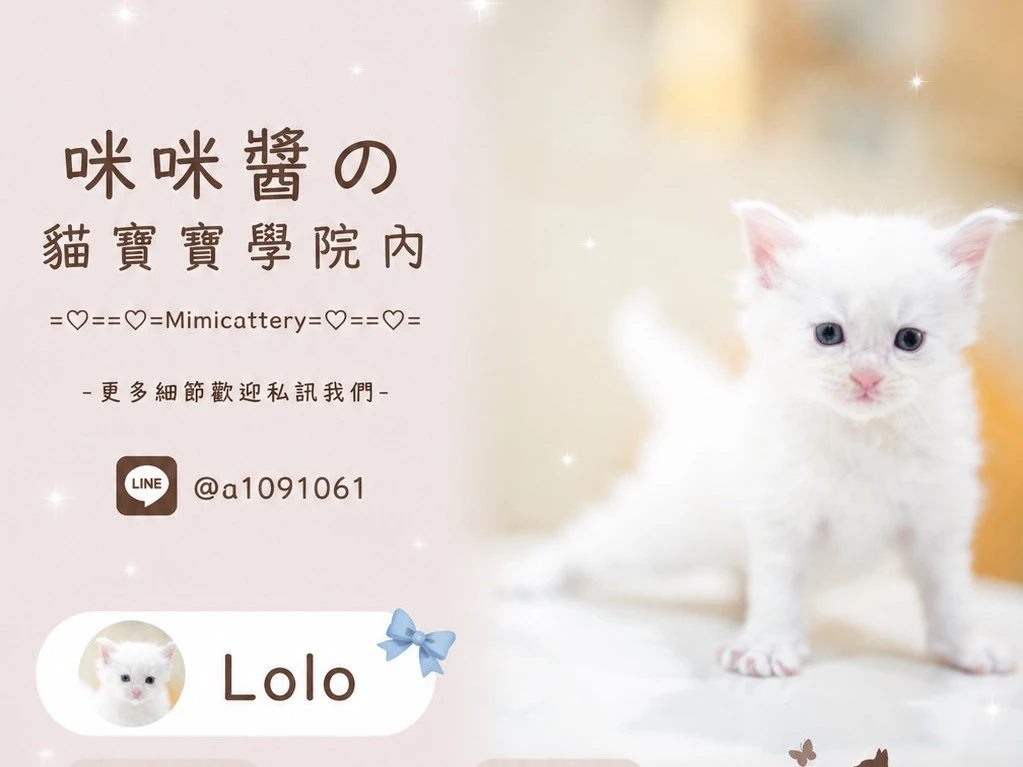 ds12緬因弟弟 Lolo