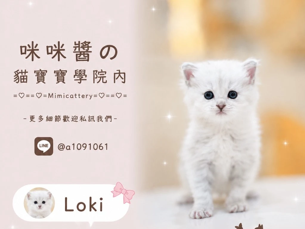 ns11緬因妹妹 Loki