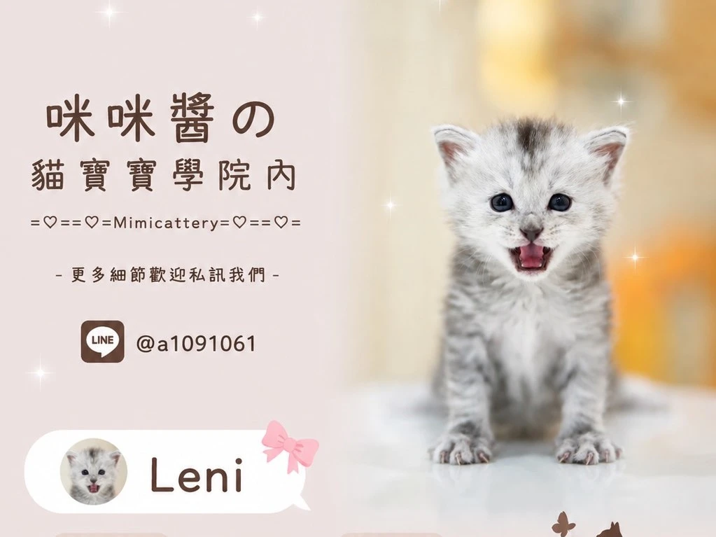 高銀緬因妹妹 Leni