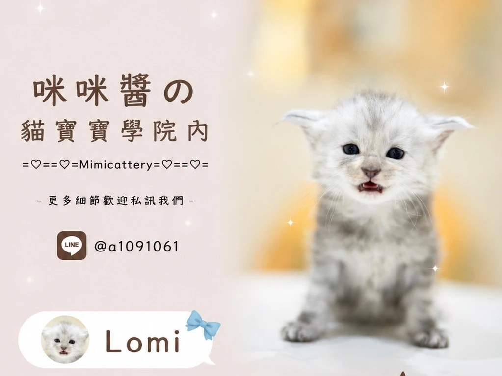 高銀緬因弟弟 Lomi