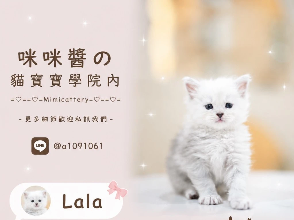 ns11緬因妹妹 Lala