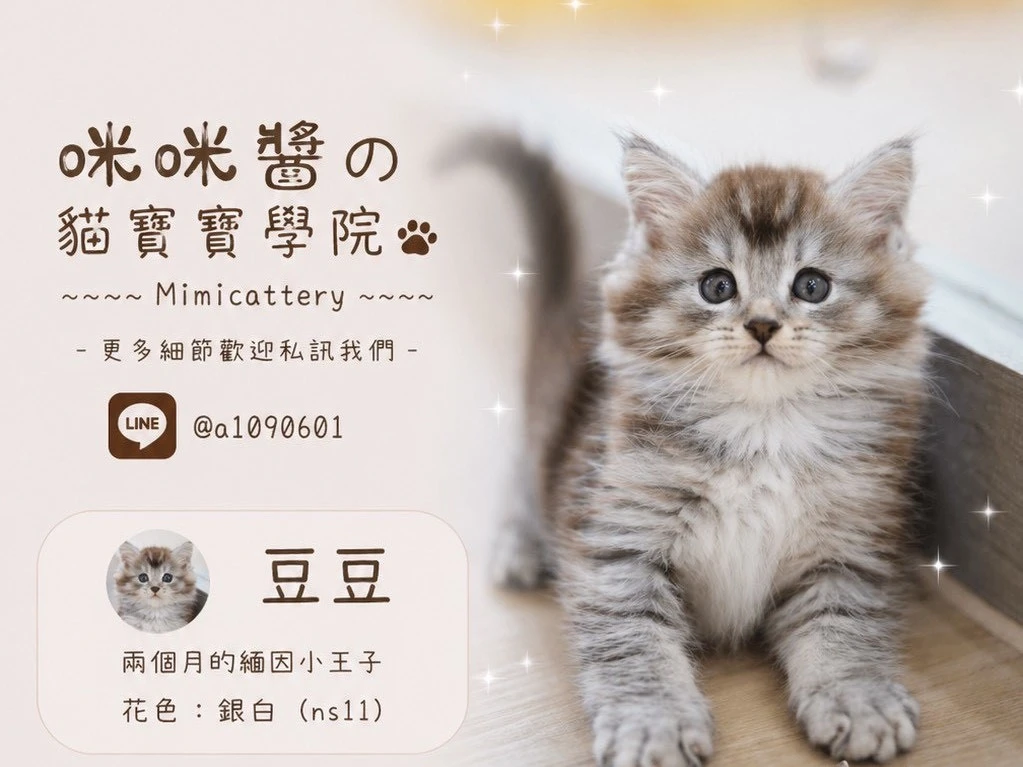 ns11銀白緬因弟弟 豆豆