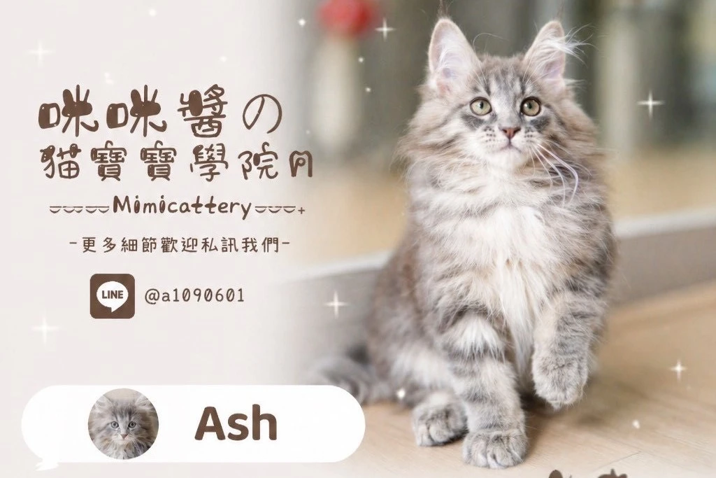 藍虎斑緬因妹妹 Ash