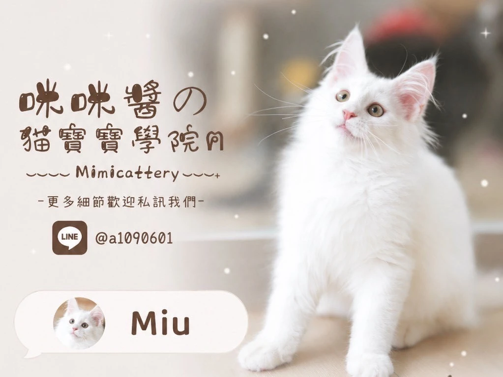 紅陰影緬因弟弟 Miu