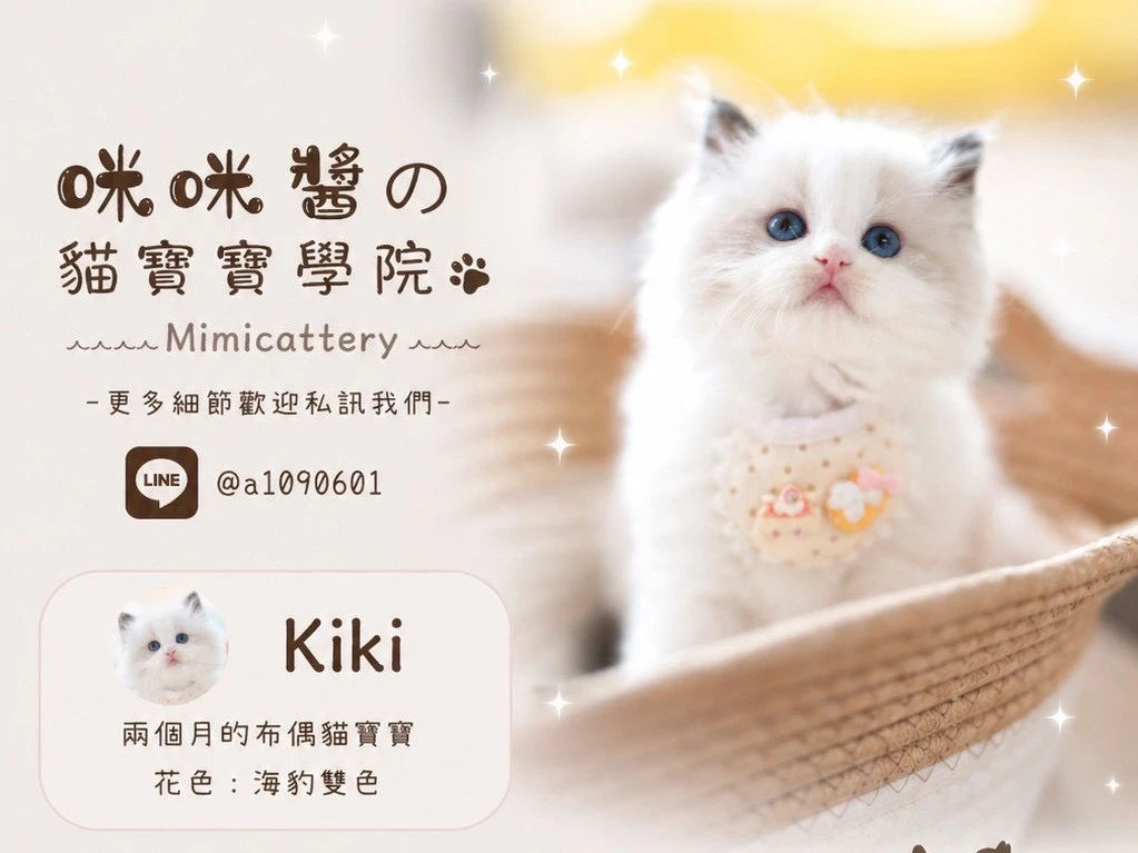海豹雙色布偶妹妹 Kiki