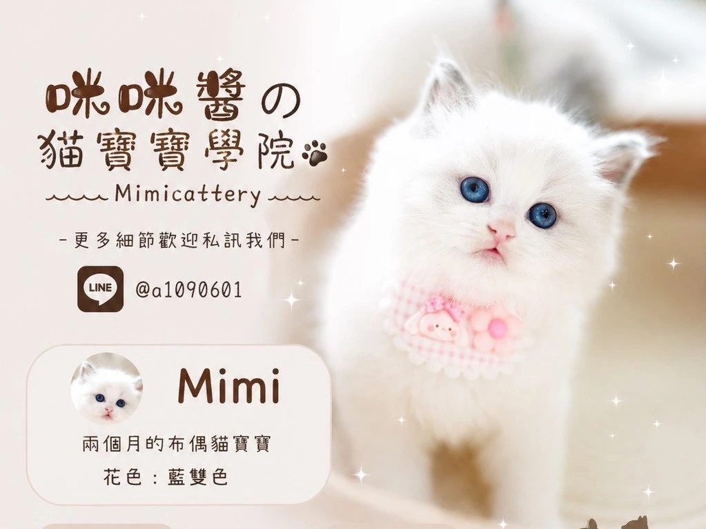 藍雙色布偶弟弟 Mimi
