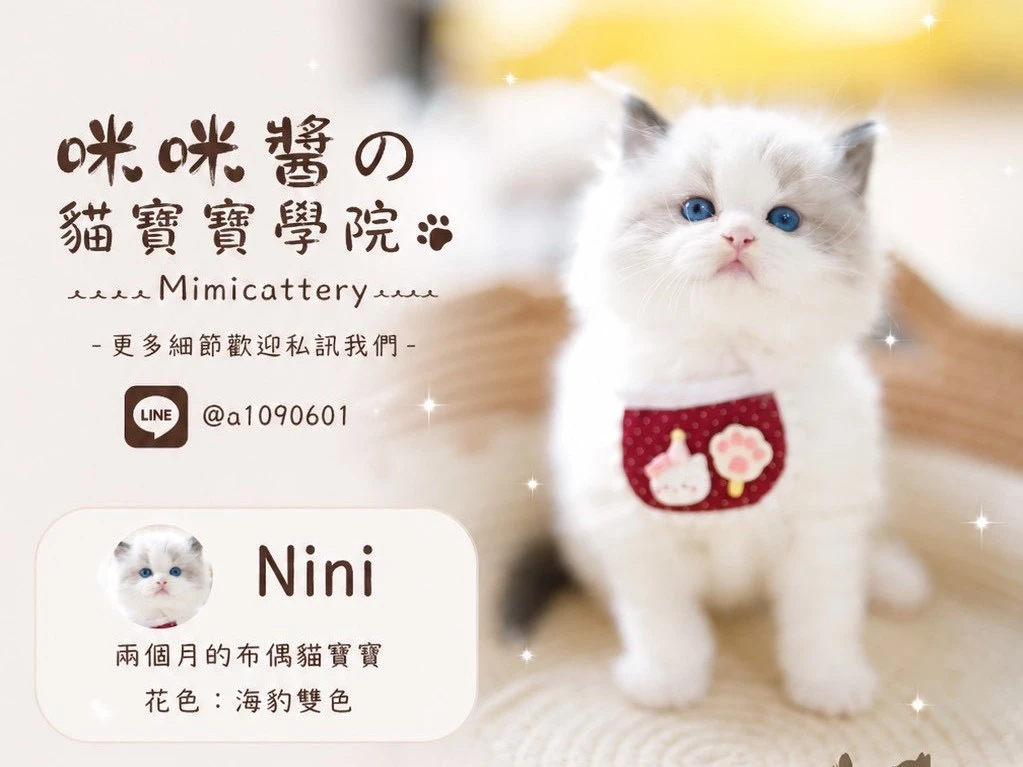 海豹雙色布偶弟弟 Nini
