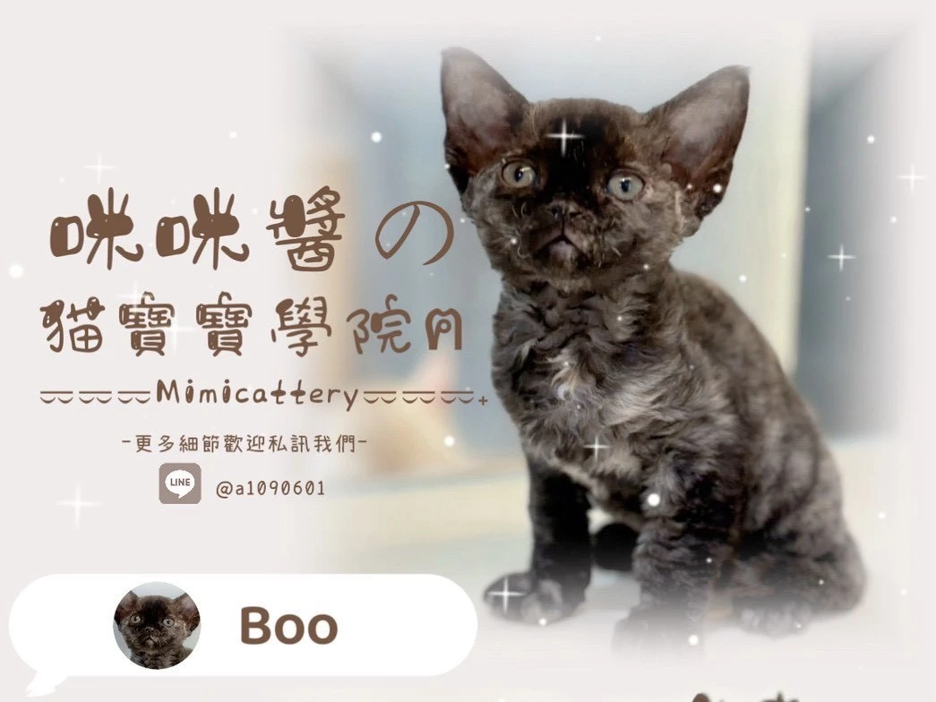 玳瑁德文捲毛妹妹 Boo