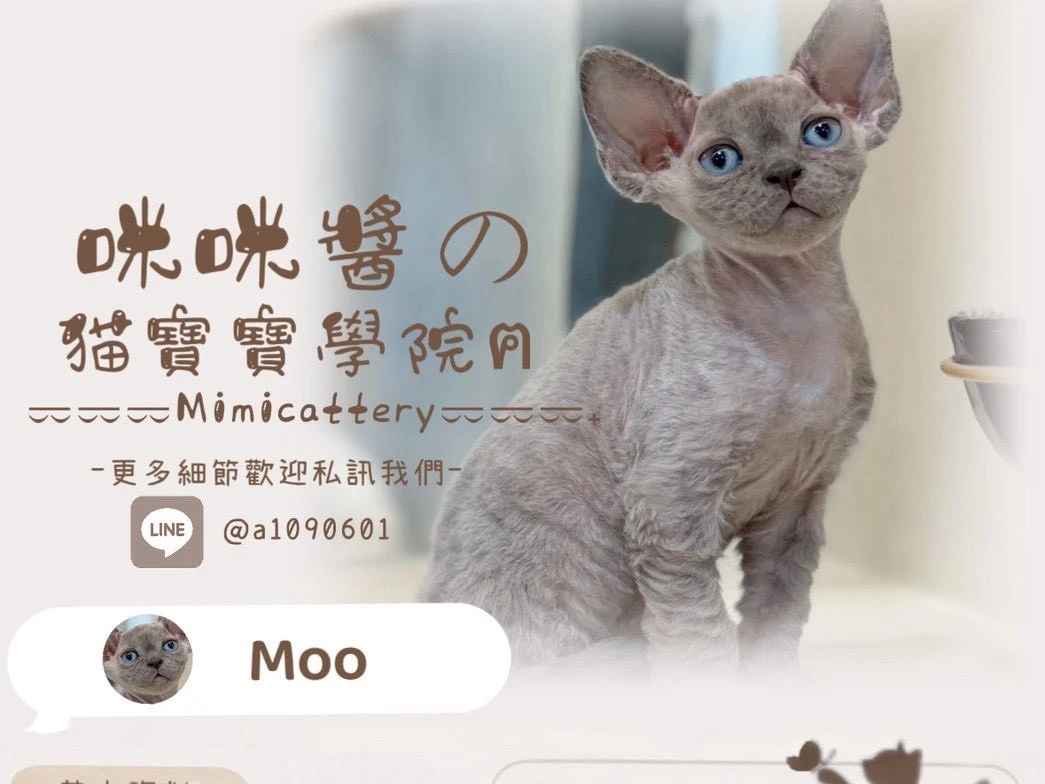 紫丁香德文捲毛弟弟 Moo