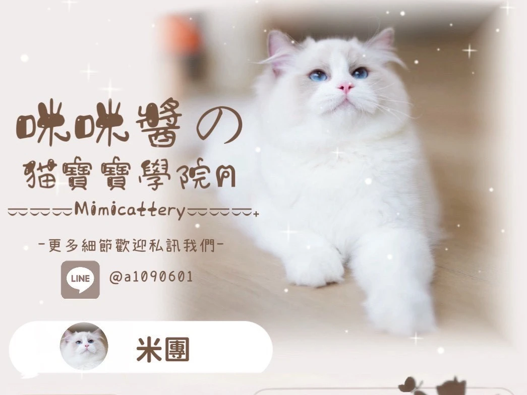 藍雙布偶弟弟 米團