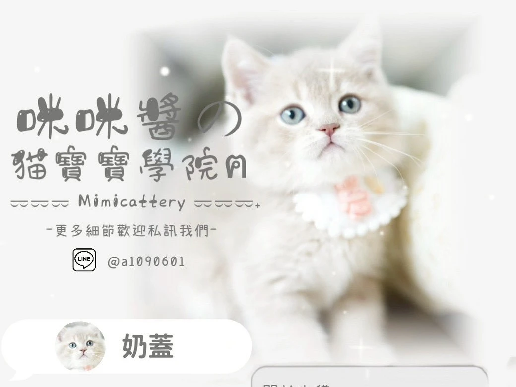 紫丁香英短妹妹 奶蓋