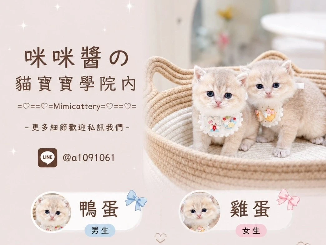 紫金漸層英短 弟弟鴨蛋/妹妹雞蛋