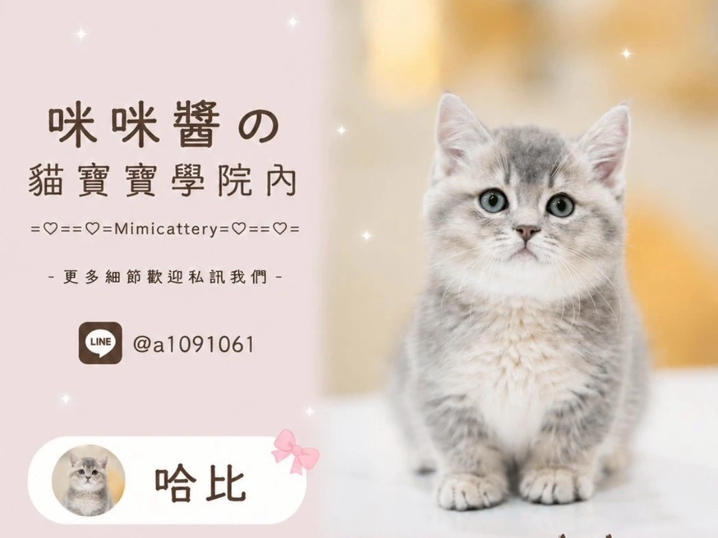 藍金漸層曼赤肯弟弟 哈比