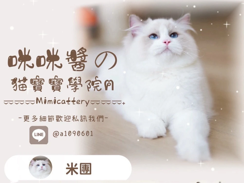 藍雙布偶弟弟 米團