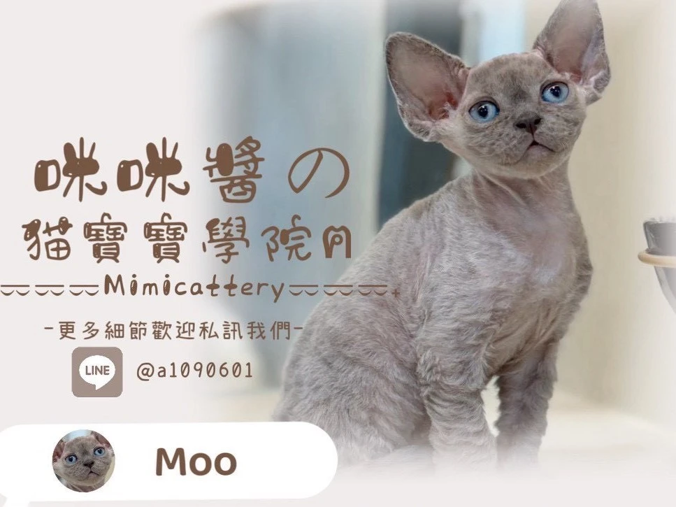 紫丁香德文捲毛貓弟弟 Moo