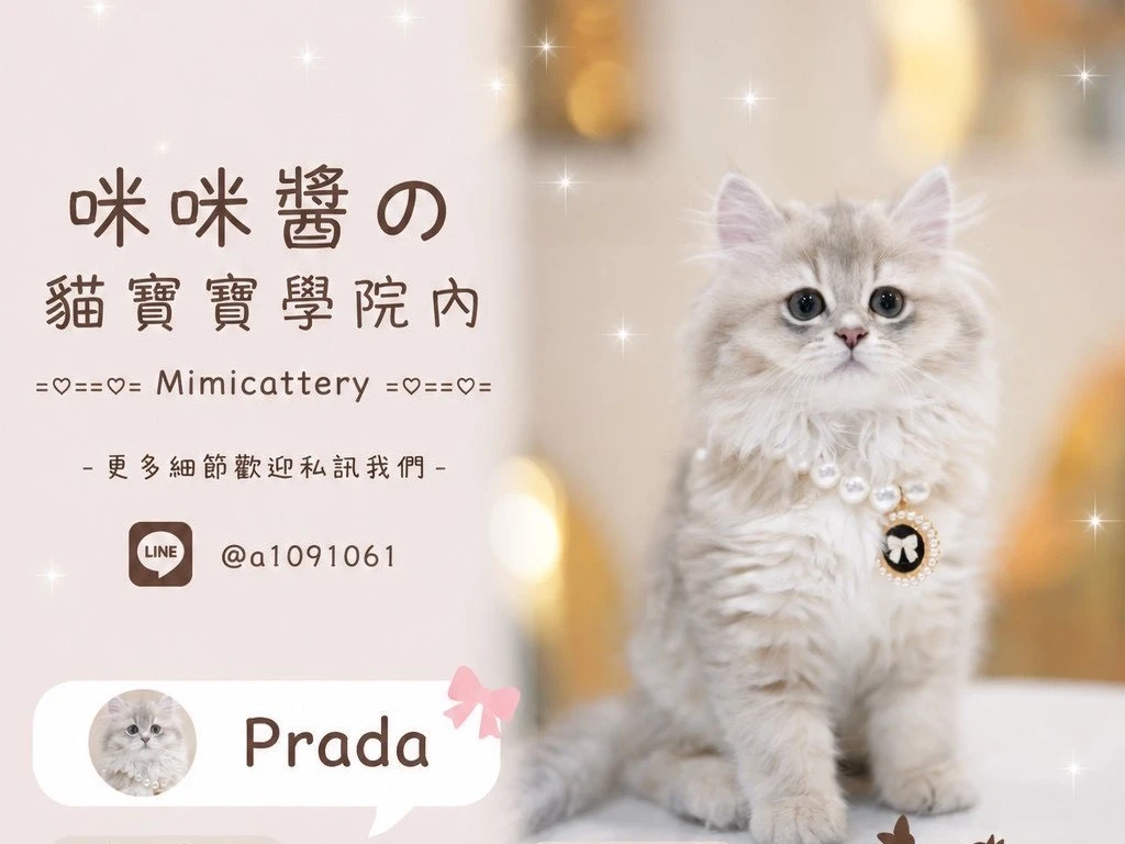 藍金漸層英長妹妹 Prada