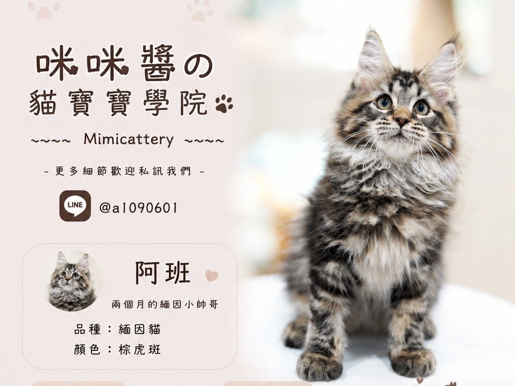 棕虎斑緬因弟弟 阿班