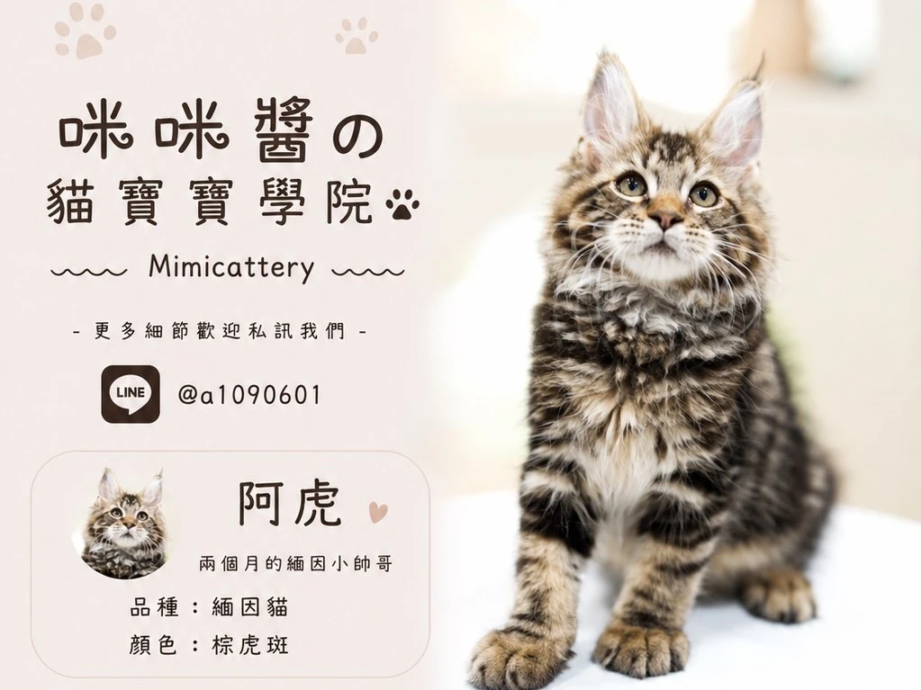 棕虎斑緬因弟弟 阿虎