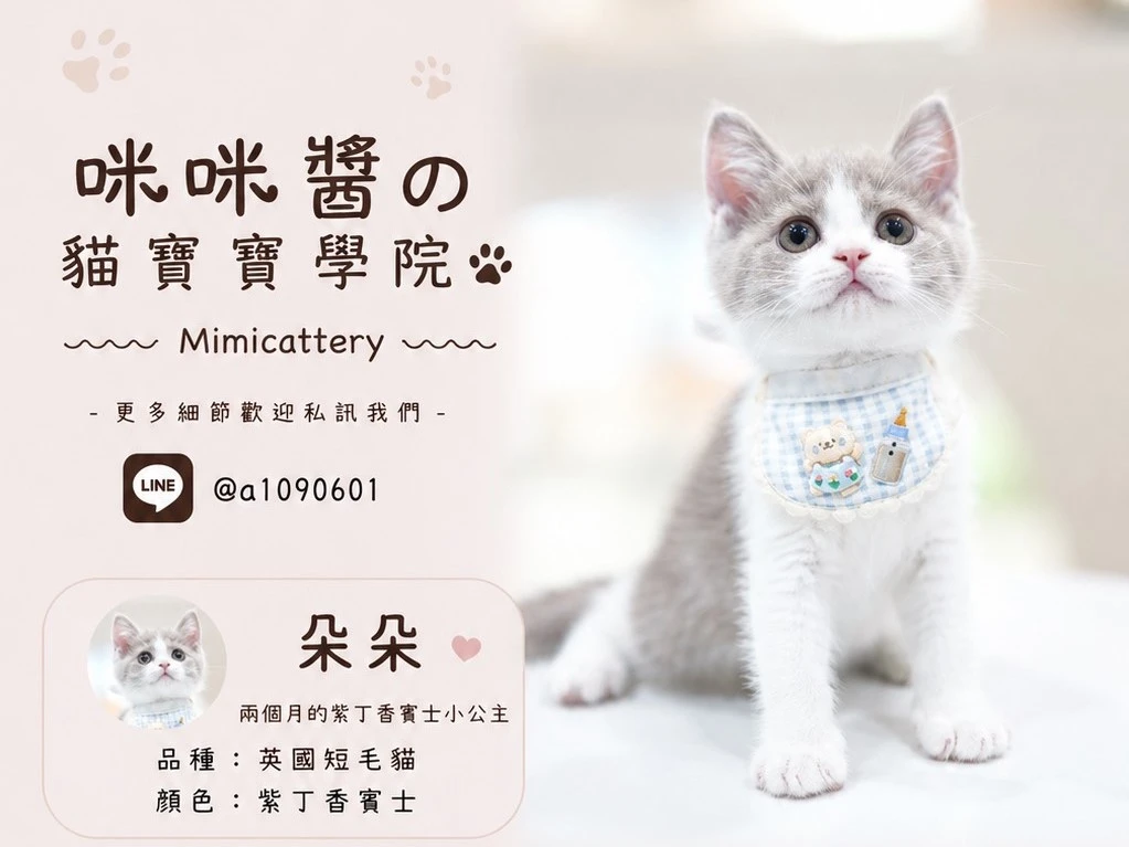 紫丁香賓士英短妹妹 朵朵