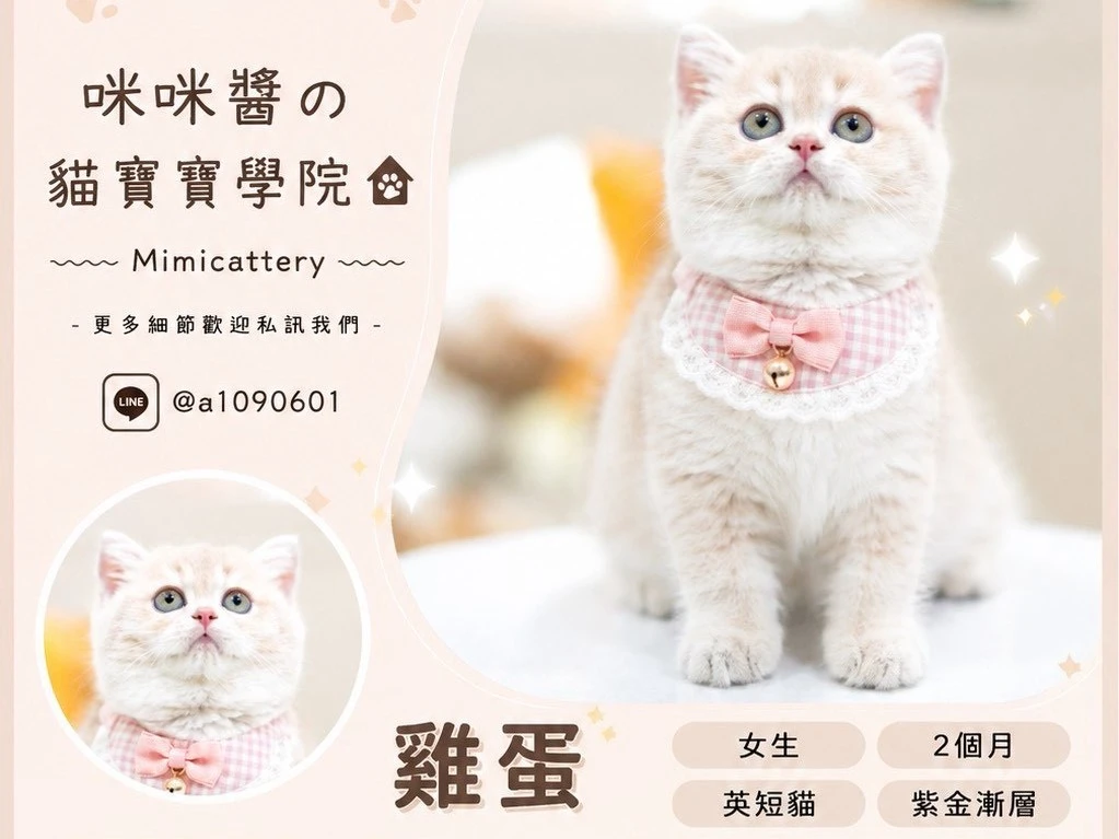 紫金漸層英短妹妹 雞蛋