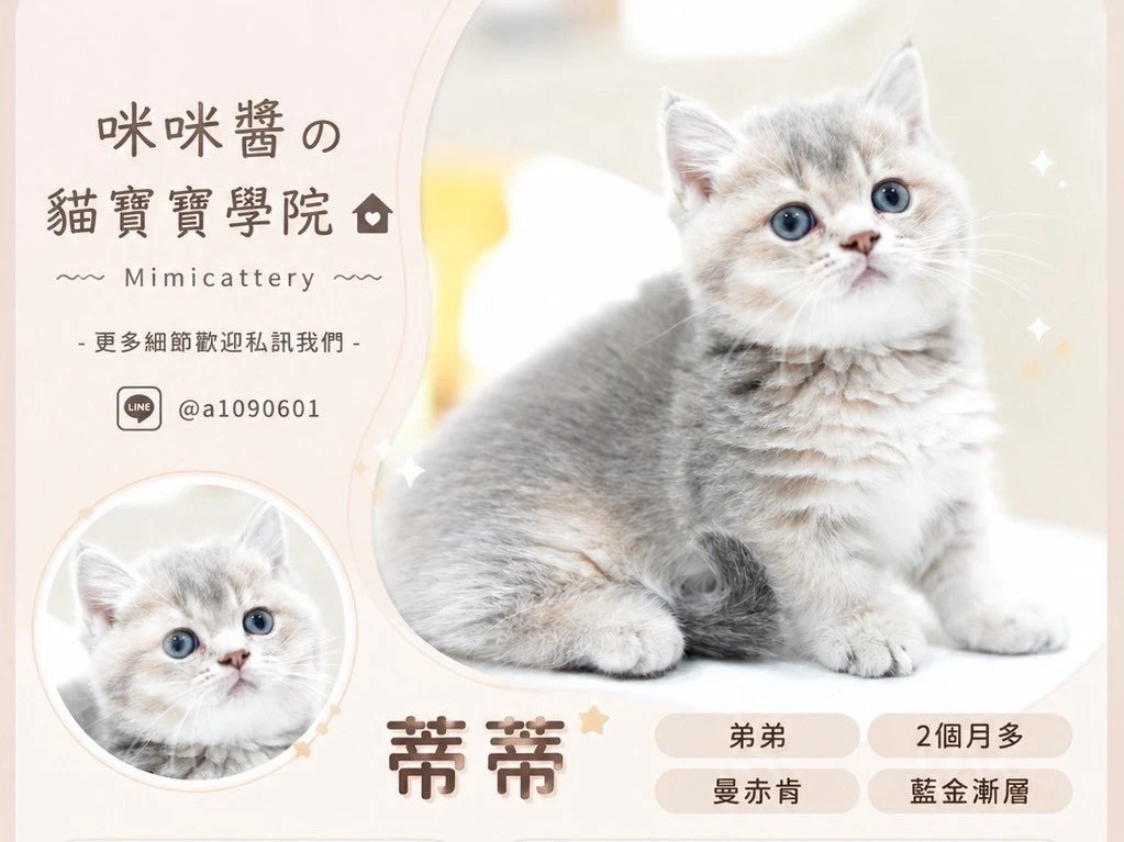 藍金漸層英短弟弟 蒂蒂