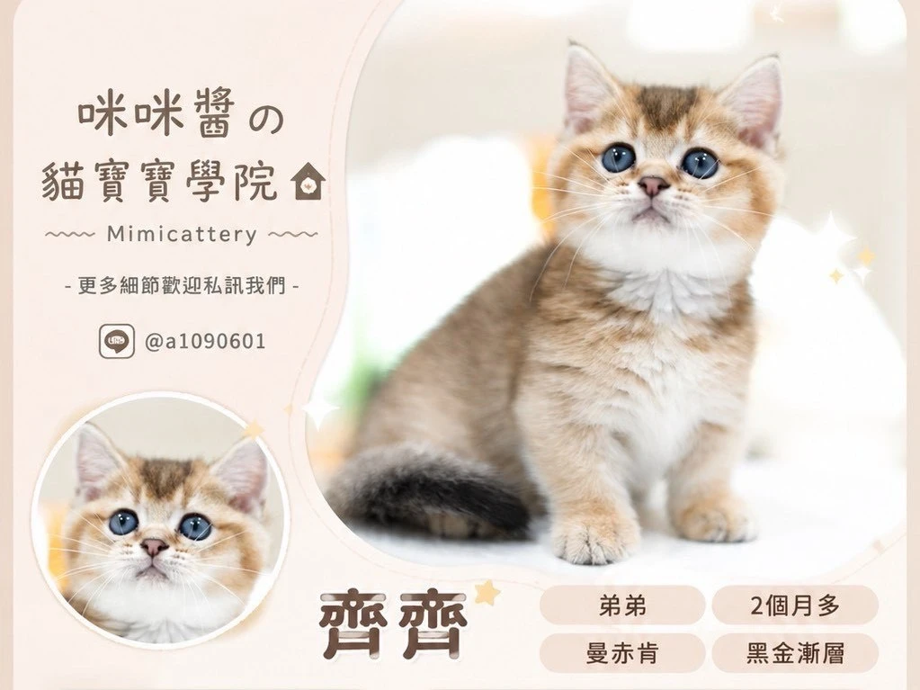 黑金漸層曼赤肯弟弟 齊齊