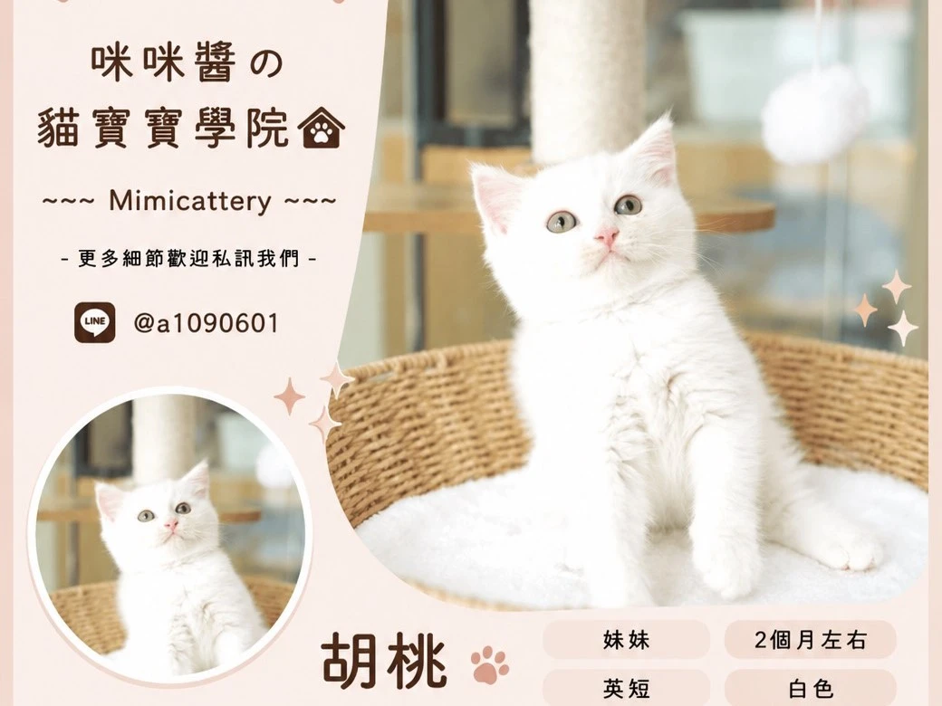 白英短妹妹 胡桃