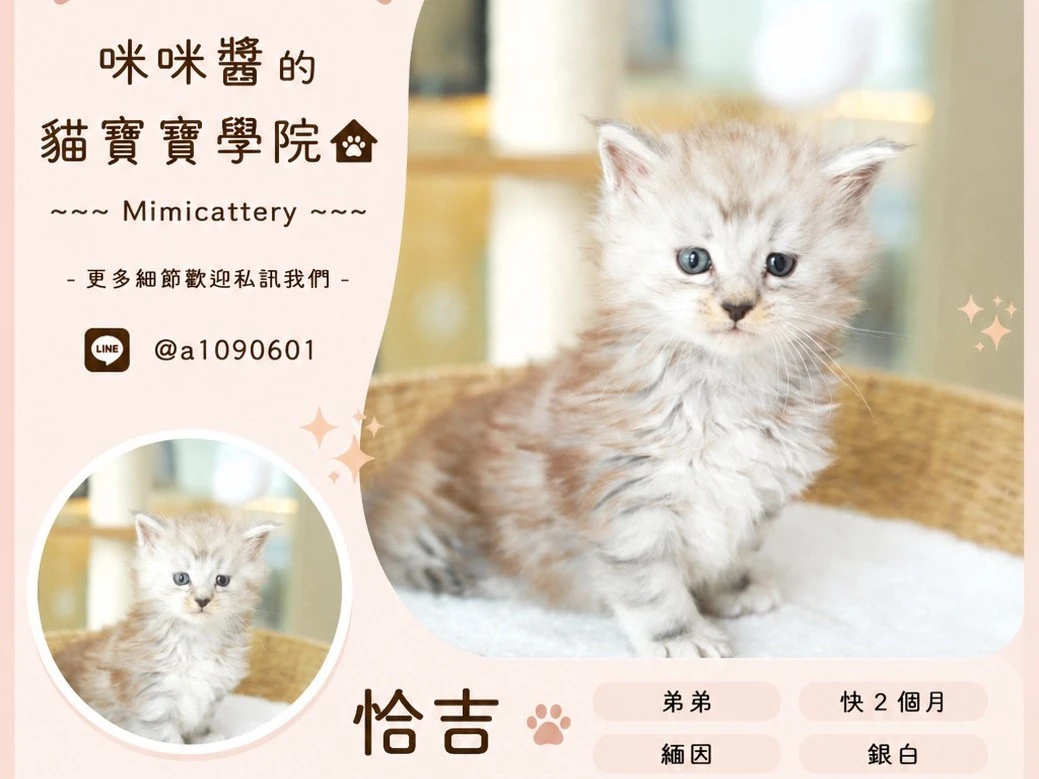 銀白緬因弟弟 恰吉