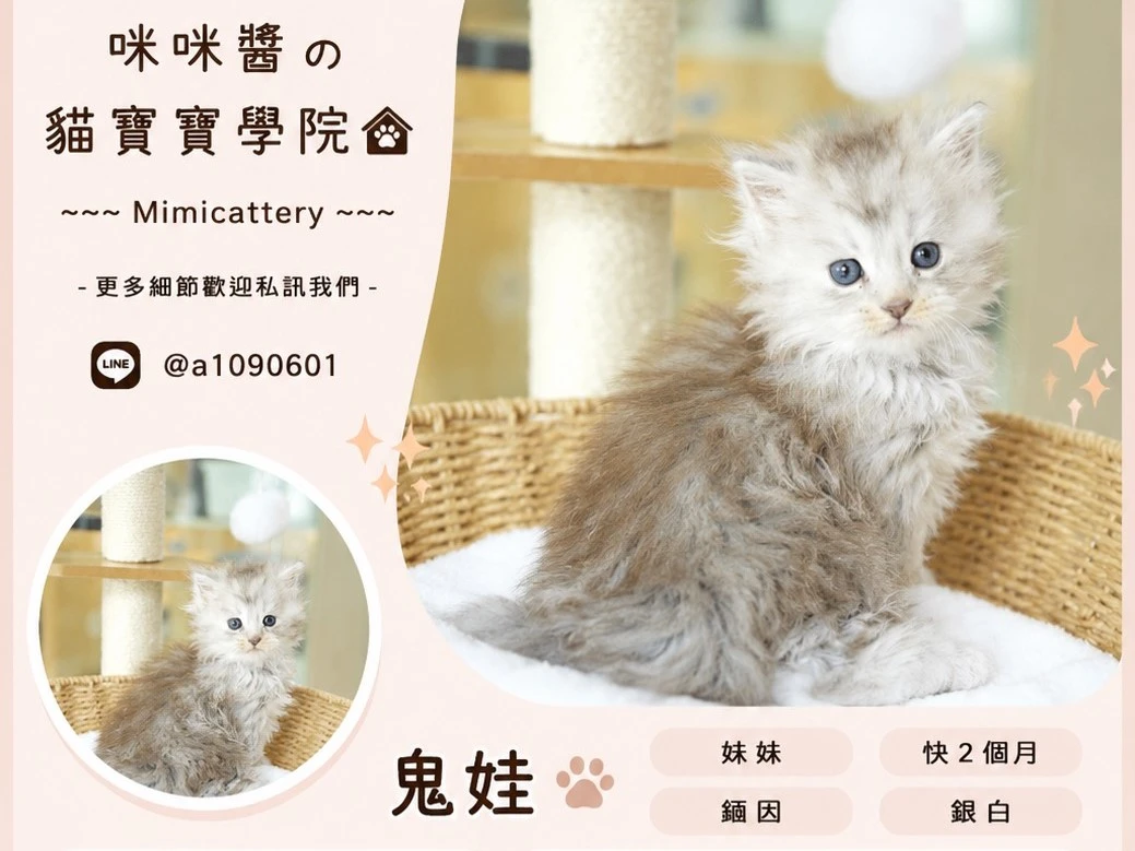 銀白緬因妹妹 鬼娃