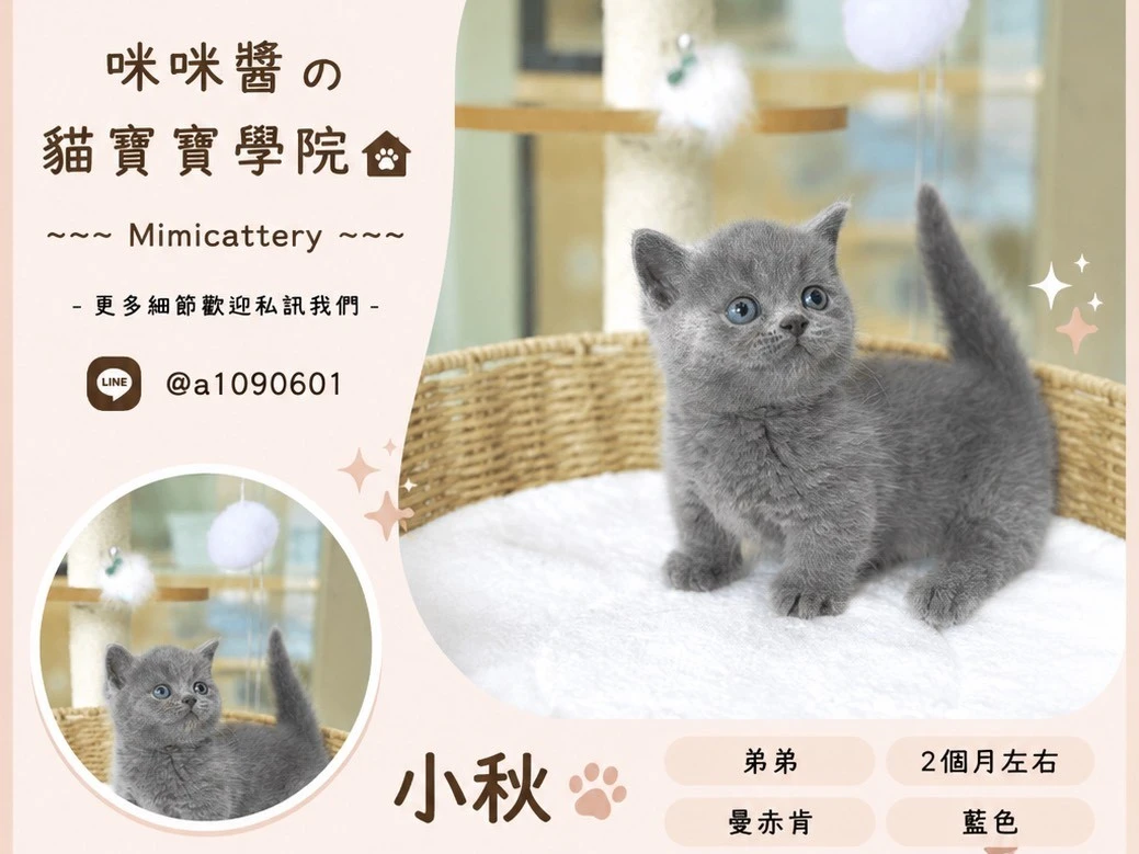 藍曼赤肯弟弟 小秋