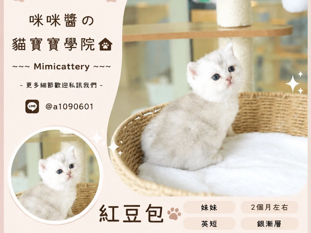 銀漸層英短妹妹 紅豆包