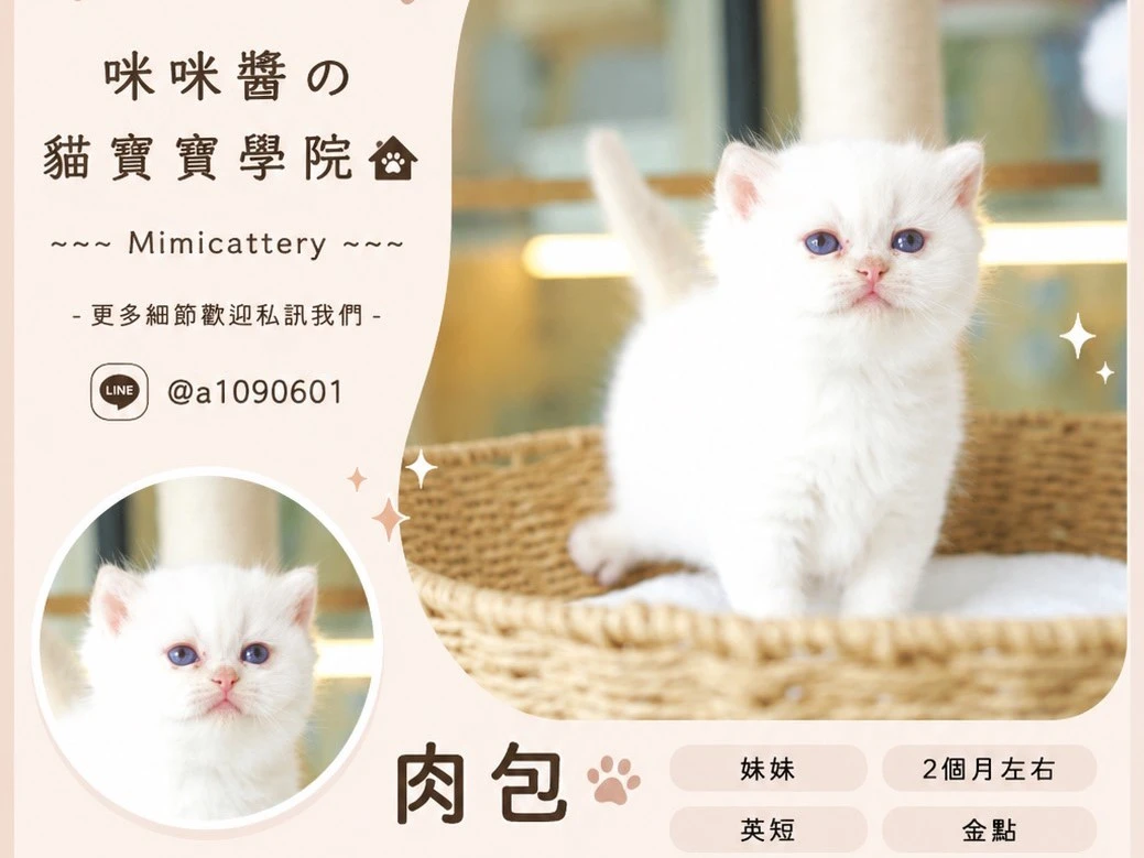 金點英短妹妹 肉包