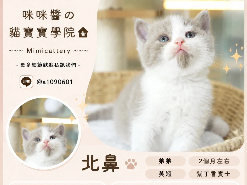 紫丁香賓士英短弟弟 北鼻