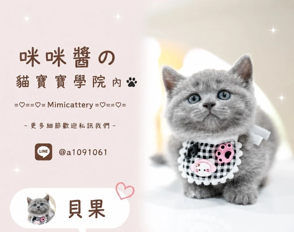 藍英短妹妹 貝果