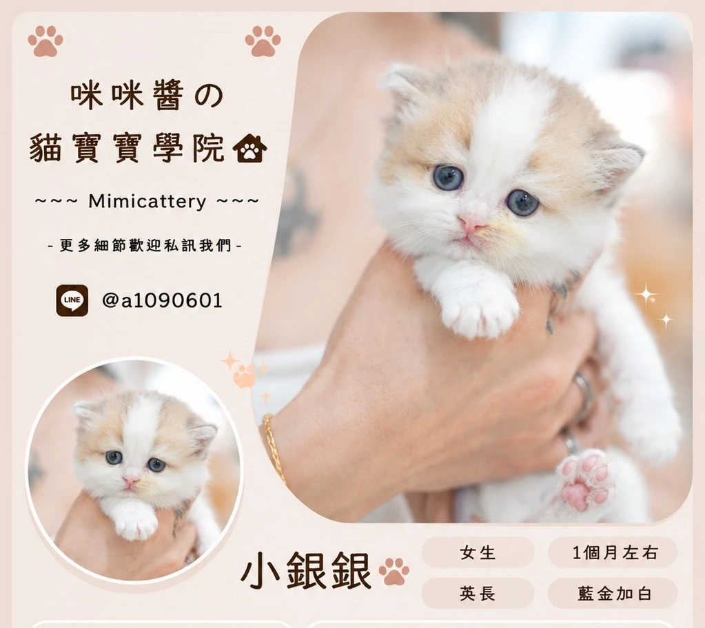 藍金加白英長妹妹 小銀銀