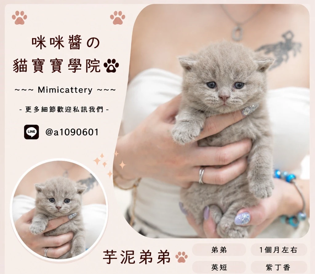 紫丁香英短弟弟 芋泥