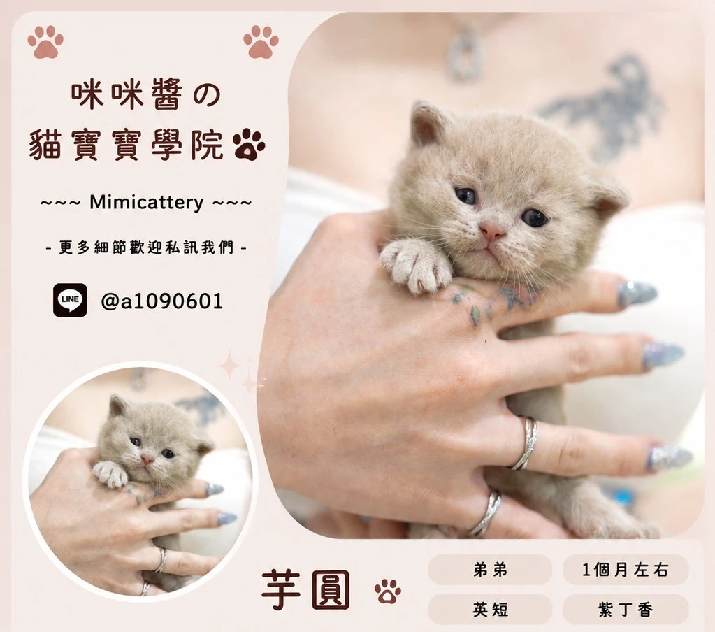 紫丁香英短弟弟 芋圓