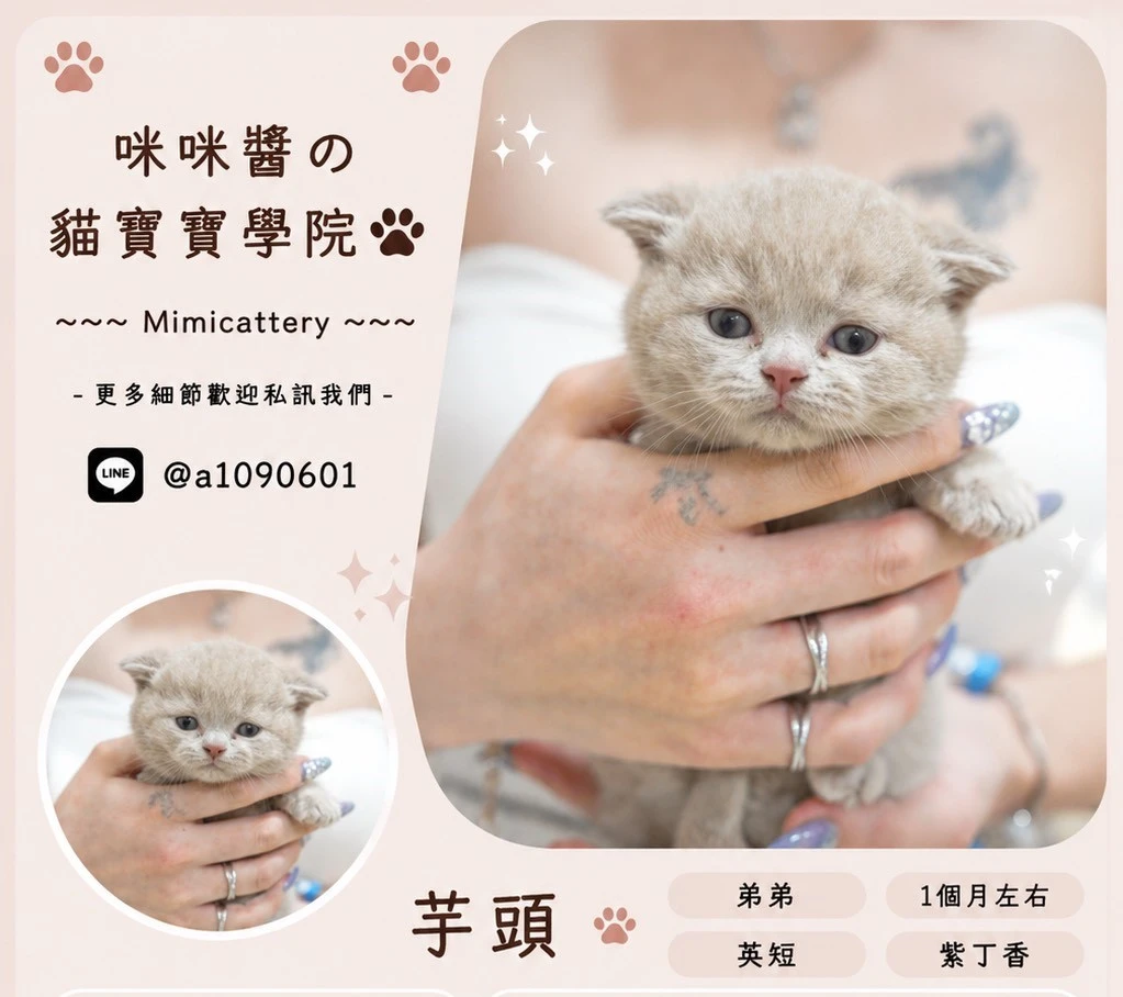 紫丁香英短弟弟 芋頭