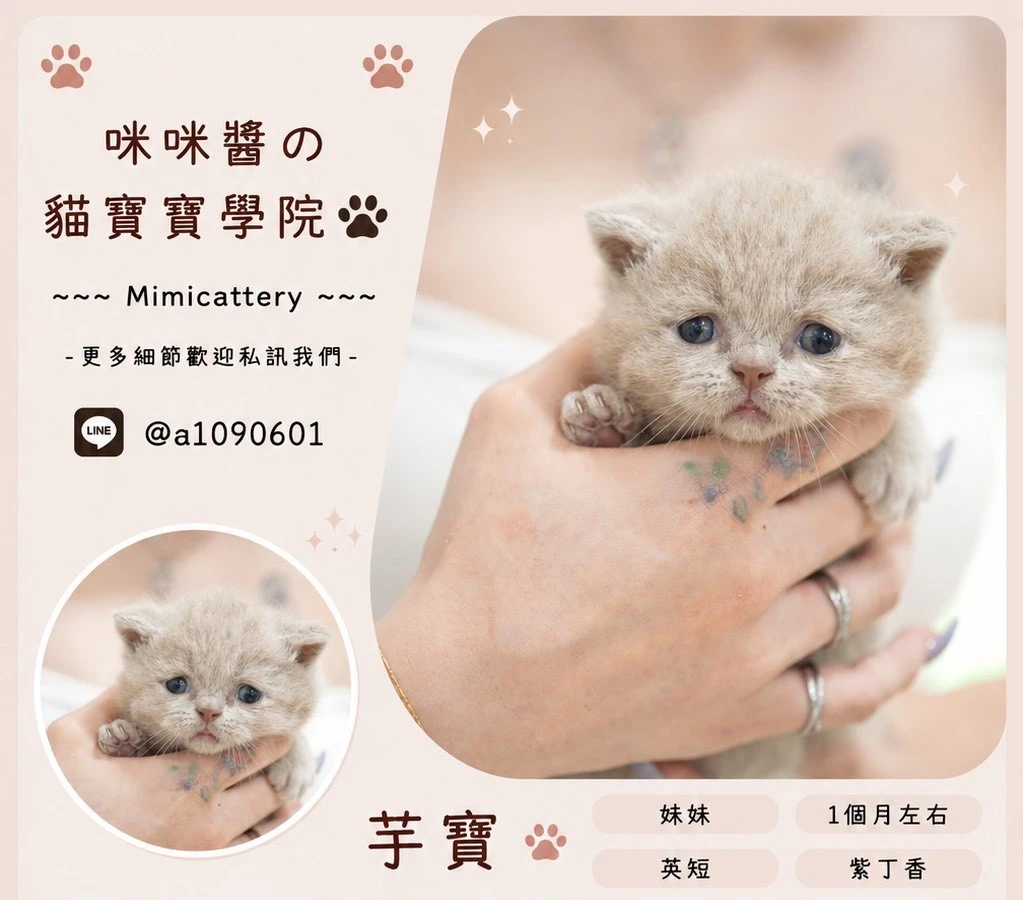 紫丁香英短妹妹 芋寶