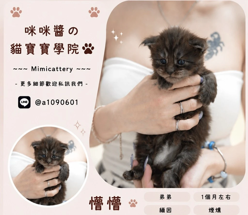 煙燻緬因弟弟 懵懵