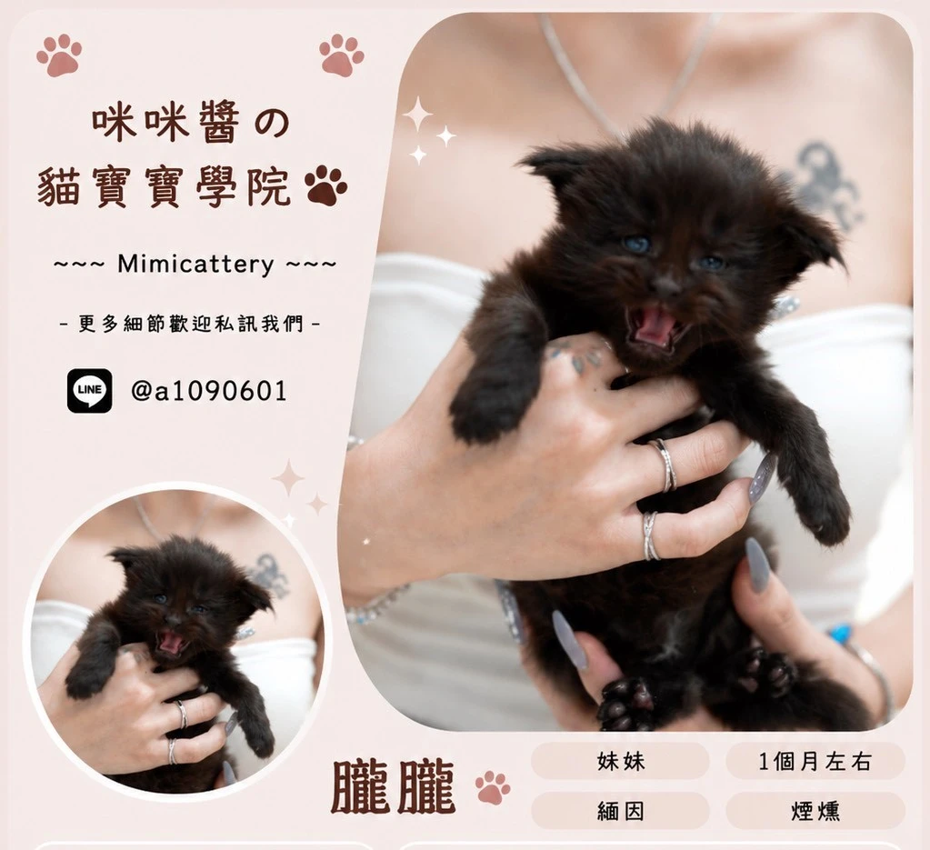 煙燻緬因妹妹 朧朧