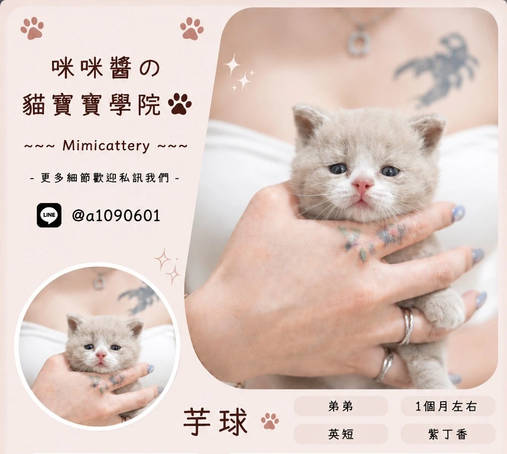 紫丁香英短弟弟 芋球