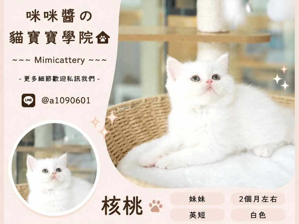 白色英短妹妹 核桃