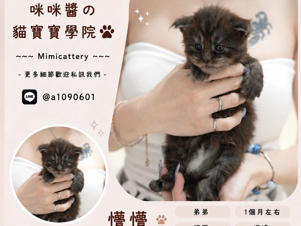 煙燻緬因弟弟 懵懵
