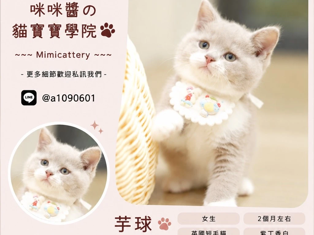 紫丁香白英短妹妹 芋球